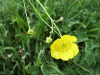 Meadow Buttercup (Ranunculus acris)