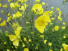 Meadow Buttercup (Ranunculus acris)