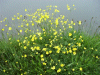 Meadow Buttercup (Ranunculus acris)