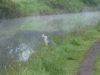 Heron on the canal