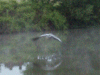Heron flying along the canal