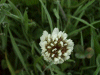 White Clover/Dutch Clover (Trifolium repens)