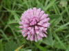 Red Clover (trefolium repens)