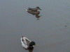 Pair of Mallard ducks