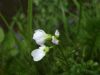 Cuckoo Flowers (Cardamine pratensis agg)