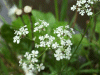 Cow Parsley (Anthriscus sylvestris)