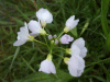 Cuckoo Flowers (Cardamine pratensis agg)