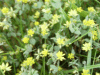 Black Medick (Medicago lupulina)