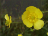 Meadow Buttercup (Ranunculus acris)