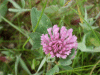 Red Clover (trefolium repens)