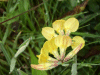 Common Bird's-foot trefoil (Lotus corniculatus)