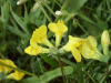 Common Bird's-foot trefoil (Lotus corniculatus)