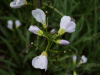 Cuckoo Flowers (Cardamine pratensis agg)