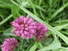 Red Clover (trefolium repens)