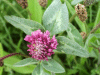 Red Clover (trefolium repens)