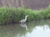 Heron along the canal