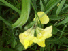 Common Bird's-foot trefoil (Lotus corniculatus)