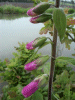 Budding Digitalis Purpurea (ordinary wild foxglove) 