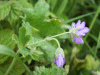 Dovesfoot Cranesbill (Geranium molle)