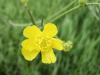 Meadow Buttercup (Ranunculus acris)
