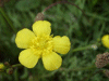 Meadow Buttercup (Ranunculus acris)