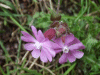 Red Campion (Silene dioica)