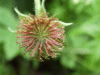 Wood Avens/Herb Bennet (Geum urbanum)