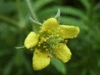 Wood Avens/Herb Bennet (Geum urbanum)