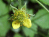 Wood Avens/Herb Bennet (Geum urbanum)