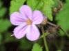 Herb-Robert (Geranium robertianum)