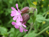 Red Campion (Silene dioica)