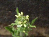 Tall Rocket (Sisymbrium altissimum)