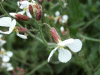 Wild Radish (Raphanus raphanistrum)