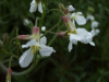 Wild Radish (Raphanus raphanistrum)