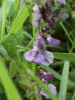 Tufted Vetch (Vicia cracca)