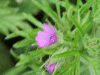 Cut-leaved Cranesbill (Geranium dissectum)