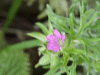 Cut-leaved Cranesbill (Geranium dissectum)