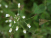 Shepherd's-Purse (Capsella bursa-pastoris)