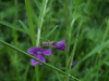 Common Vetch (Vicia sativa)