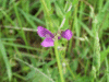 Common Vetch (Vicia sativa)