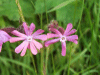 Red Campion (Silene dioica)