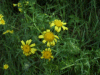 Alpine Ragwort (Senecio squalidus)