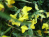 Common Bird's-foot trefoil (Lotus corniculatus)