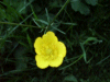 Buttercup (Ranunculus bulbosus)