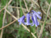 Bluebells (Hycanthinoides non-scripta)