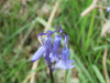 Bluebells (Hycanthinoides non-scripta)