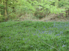 Shaded glade of Bluebells