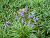 Bluebells (Hycanthinoides non-scripta)