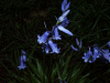Bluebells using Camera Flash