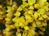Most likely Common Gorse (Ulex europaeus)